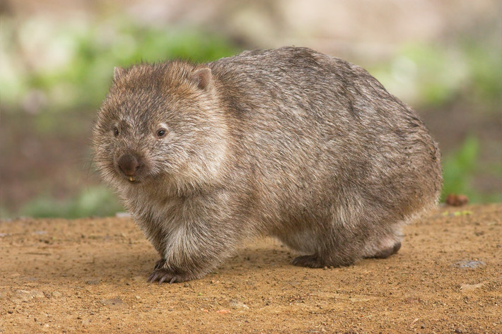 Lửng túi (Vombatus ursinus) dài 70-120 cm, sống trong rừng, bãi hoang và trảng cây bụi ven biển Đông Nam Australia. Chúng có thân to bè, chi ngắn, chi trước có vuốt lớn để đào bới. Hang lửng túi có thể dài tới 200 mét.