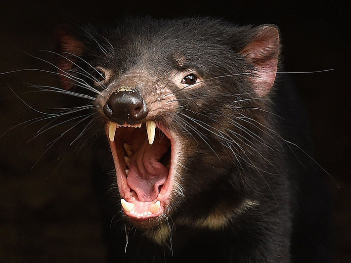 Quỷ tủi Tasmania (Sarcophilus harrisii) dài 52-80 cm, sống trong nhiều sinh cảnh khác nhau ở đảo Tasmania, là loài thú túi ăn thịt lớn nhất thế giới. Săn mồi vào ban đêm, chúng ăn bất cứ loài thú nào mà chúng có khả năng đuổi và giết chết.