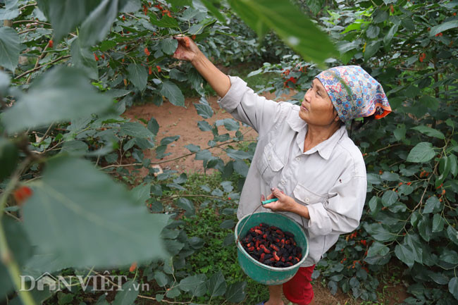 Thời gian thu hoạch chỉ kéo dài trong khoảng 1 tháng, vì vậy việc trẩy dâu khá gấp rút; phải huy động tất cả người nhà, thậm chí thuê thêm nhiều người làm để kịp thu hoạch bán cho thương lái. Công việc bắt đầu từ 7 giờ sáng cho đến chiều tối.