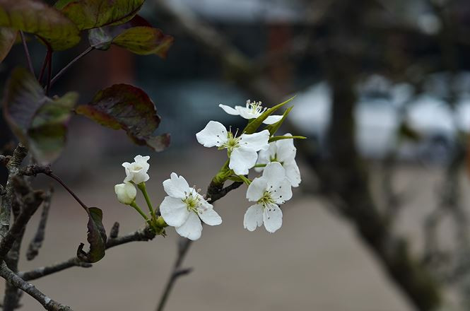 Ra Giêng, khi những cành hoa đào đã tàn, nhiều người Hà Nội lại chọn mua hoa lê rừng về trưng bày. Ảnh: Thanh Hà.