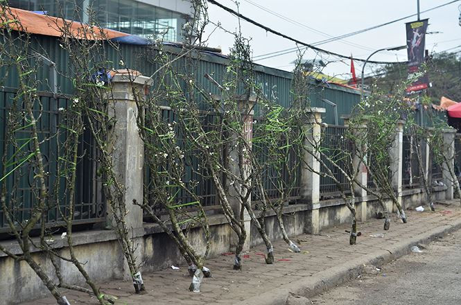 Gần Rằm tháng Giêng, hoa lê được bày bán khá nhiều tại chợ hoa Quảng An. Theo người bán, giá mỗi cành hoa lê dao động từ vài trăm nghìn đến cả triệu đồng. Ảnh: Thanh Hà.