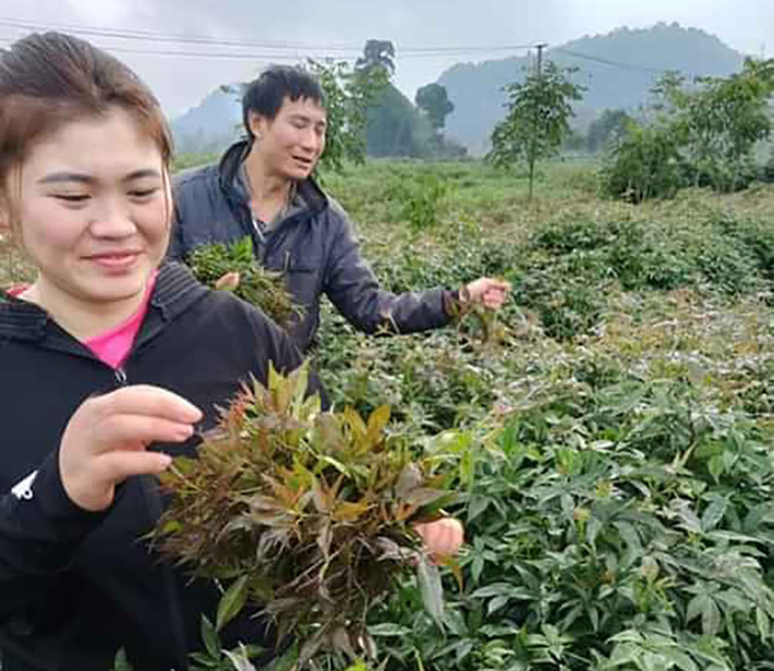Trước đây, loại rau này không quá đắt đỏ, bán ở các chợ quê. Còn giờ đây, ngũ gia bì về phố, giá cũng tăng lên theo nhu cầu của người mua