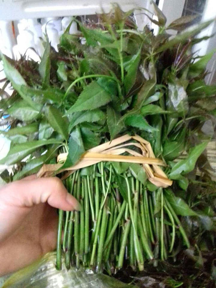 Cây ngũ gia bì có màu xanh tím, có gai, mùi hăng hăng như thuốc Bắc nhưng khi ăn lại dễ gây nghiện