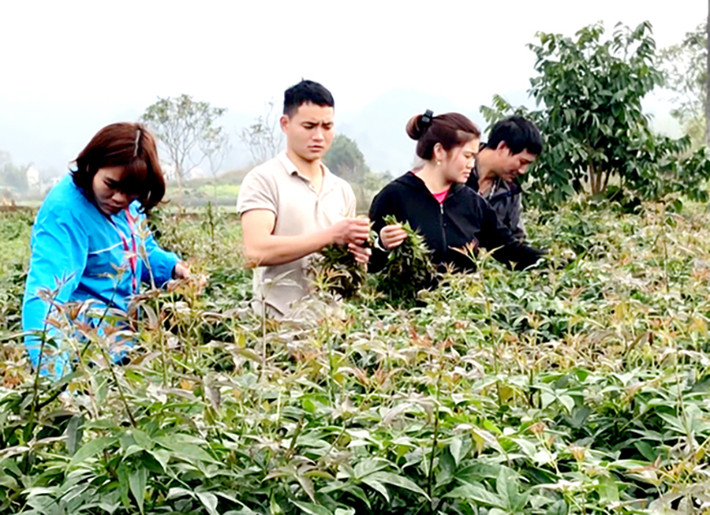 Anh Vương Quốc Hiếu (Hà Giang) đã bạo dạn, nghĩ ra ý tưởng trồng rau ngũ gia bì thay cây ngô cằn trên mảnh đất ruộng của gia đình