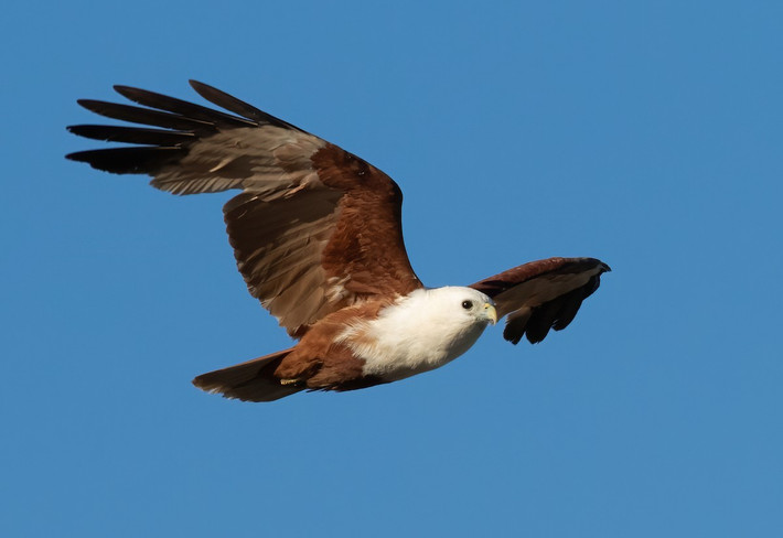Chúng được đánh giá là loài Ít quan tâm trong Sách Đỏ của IUCN. Tuy nhiên, số lượng diều lửa đang suy giảm ở một số vùng như Java. Ảnh: eBird.