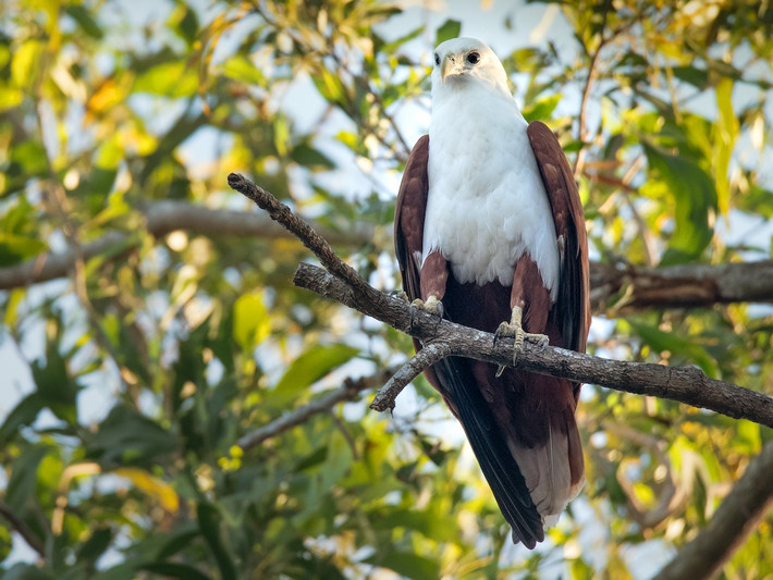 Loài chim thuộc họ Ưng (Accipitridae) này là loài định cư hiếm tại Đông Bắc và Trung Bộ, tương đối phổ biến tại Nam Bộ (dễ quan sát tại VQG Phú Quốc). Ảnh: eBird.