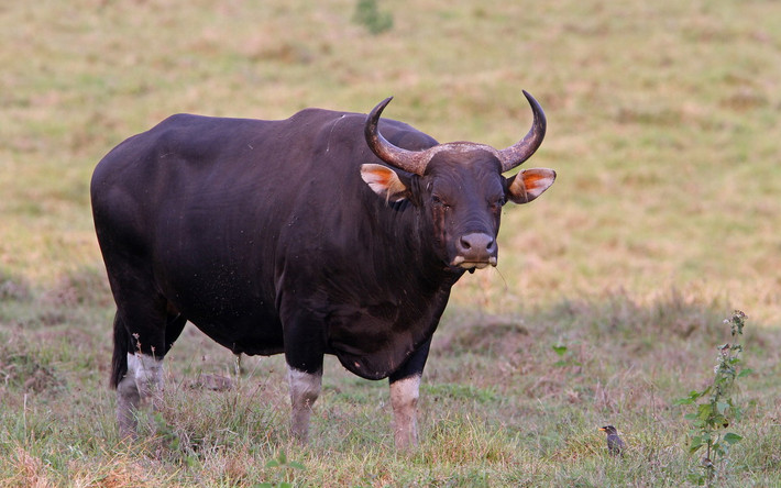 Bò rừng hay bò banteng (Bos javanicus). Kích thước: Dài 1,8 - 2,3 mét, nặng 600 - 800 kg. Khu vực phân bố: Trước đây có nhiều ở Tây Nguyên, Nam Trung Bộ và Đông Nam Bộ, ngày nay vùng phân bố đã thu hẹp đáng kể. Tình trạng bảo tồn trong Sách Đỏ IUCN: Nguy cấp. Ảnh: iNaturalist.