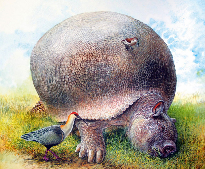 Trái với ngoại hình "đáng sợ", glyptodon là những con vật ăn cỏ, được cho là khá chậm rãi và hiền lành. Chúng không có răng cửa hoặc răng nanh nhưng có một số răng ở má dùng để nghiền thực vật cứng. Ảnh: Peter Schouten.