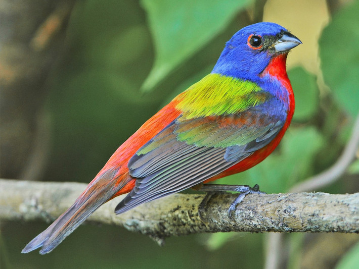 Chim sẻ đất màu (Passerina ciris). Kích thước: Dài 12-15 cm. Vùng phân bố: Đông Nam Hoa Kỳ.