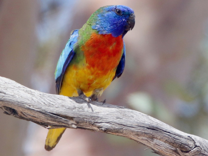 Chim vẹt ngực đỏ (Neophema splendida). Kích thước: Dài 19-20 cm. Vùng phân bố: Nam và Tây Australia.
