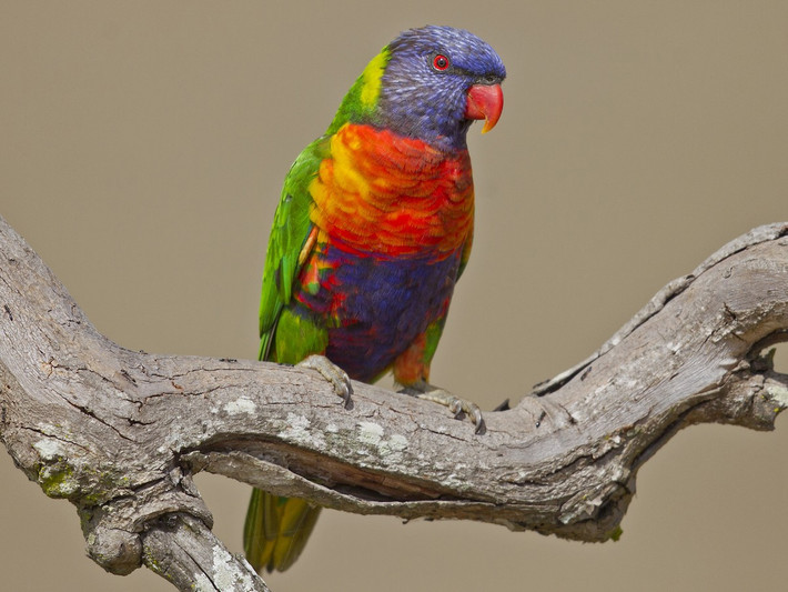 Chim vẹt cầu vồng (Trichoglossus moluccanus). Kích thước: Dài 25-30 cm. Vùng phân bố: Bắc và Đông Australia.