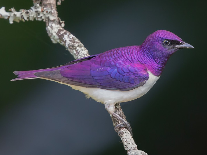 Chim sáo lưng tím (Cinnyricinclus leucogaster). Kích thước: Dài 17 cm. Vùng phân bố: Châu Phi cận sa mạc Sahara.