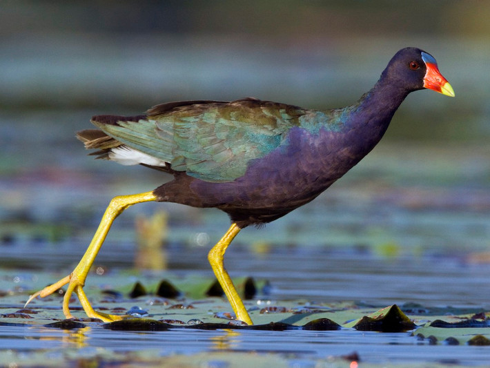 Chim xít tím châu Mỹ (Porphyrio martinicus). Kích thước: Dài 26–37 cm. Vùng phân bố: Đông Nam Hoa Kỳ và Trung Mỹ. Ảnh: eBird.