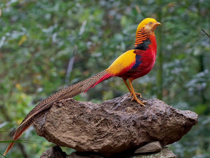 Chim trĩ vàng (Chrysolophus pictus). Kích thước: Dài 60-105 cm. Vùng phân bố: Tây Trung Quốc.
