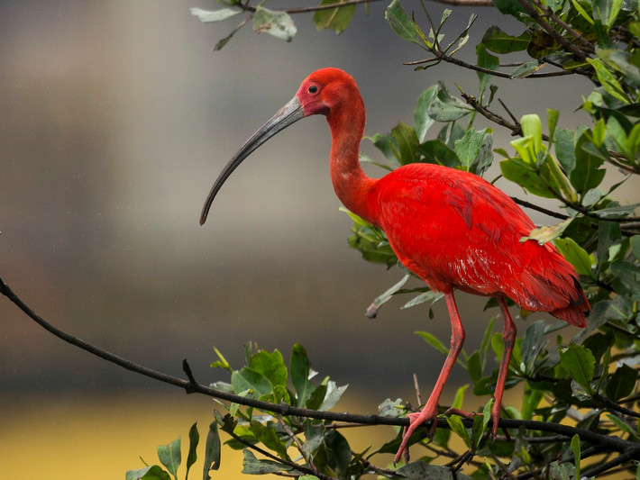 Chim cò quăm đỏ (Udocimus ruber). Kích thước: Dài 66 cm. Vùng phân bố: Nam Mỹ và hải đảo Caribbean.