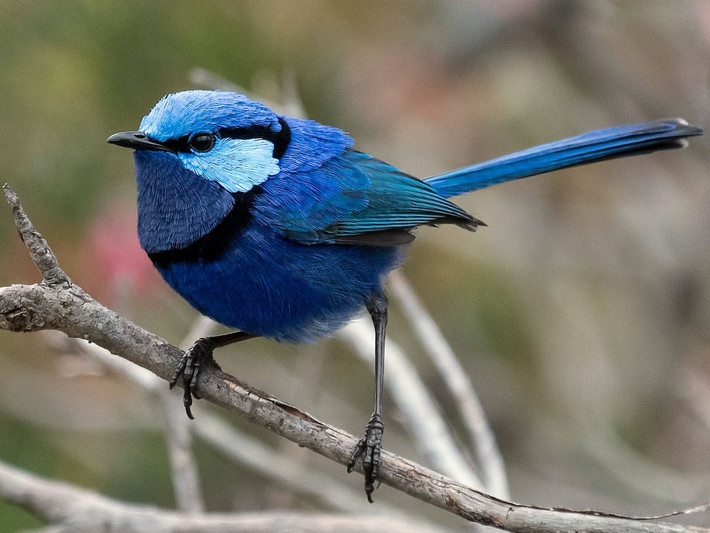 Chim hồng tước lộng lẫy (Malurus splendens). Kích thước: Dài 14 cm. Vùng phân bố: Australia.