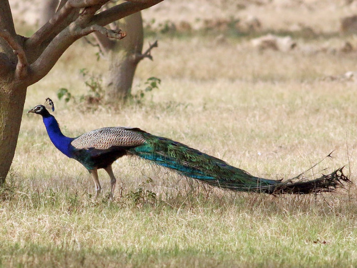 Chim công xanh Ấn Độ (Pavo cristatus). Kích thước: Dài 1-1.15 mét. Vùng phân bố: Nam và Đông Nam Á.