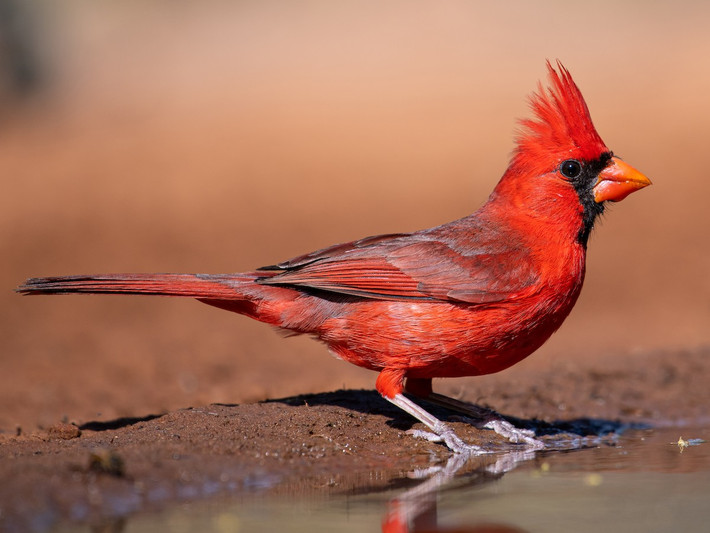 Chim hồng y phương Bắc (Cardinalis cardinalis). Kích thước: Dài 20 cm. Vùng phân bố: Miền Đông và miền trung Hoa Kỳ, Canada.