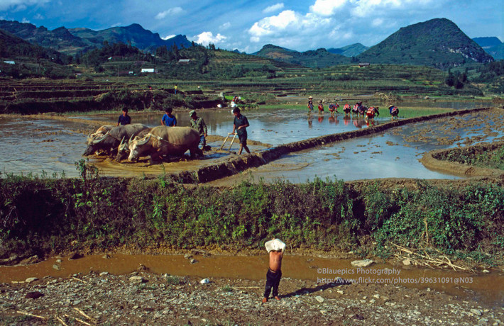 Người dân Bản Phố cày ruộng bằng trâu.