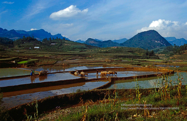 Những thửa ruộng bậc thang ở Bản Phố, xã giáp ranh thị trấn Bắc Hà.