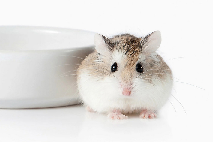 Hamster hoang mạc Roborovski (Phodopus roborovskii) dài 5-10 cm, có nguồn gốc từ các đồng cỏ khô hạn ở Trung Á. Có tốc độ sinh sản rất nhanh - có thể đẻ đến 15 lứa trong một năm - chúng đã được nhân giống để làm vật nuôi phổ biến với tên thường gọi là hamster robo.