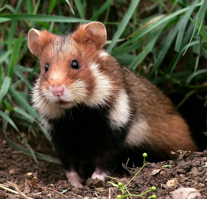 Hamster bụng đen (Cricetus cricetus) dài 20-34 cm, phân bố từ lục địa châu Âu đến lãnh thổ châu Á của Nga. Loài đào hang này sống đơn độc và ngủ đông trong lòng đất suốt mùa đông. Hang của chúng có thể dự trữ đến 65 kg thức ăn dự trữ. Trong tự nhiên, hamster bụng đen đang ở tình trạng rất nguy cấp.