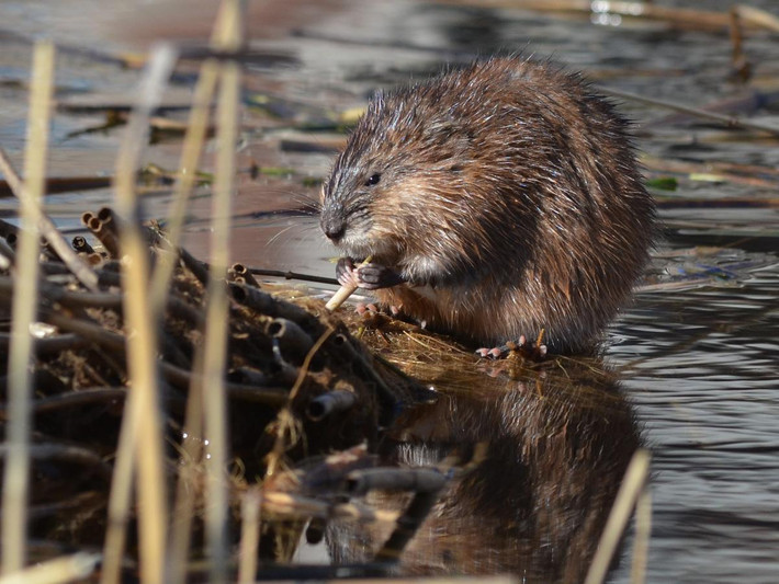 Chuột xạ (Ondatra zibethicus) dài 23-33 cm, có nguồn gốc từ Bắc Mỹ. Loài này cư trú ở các ao, sông và suối. Chúng đã du nhập vào châu Âu và hiện phân bố rộng khắp lục địa này.
