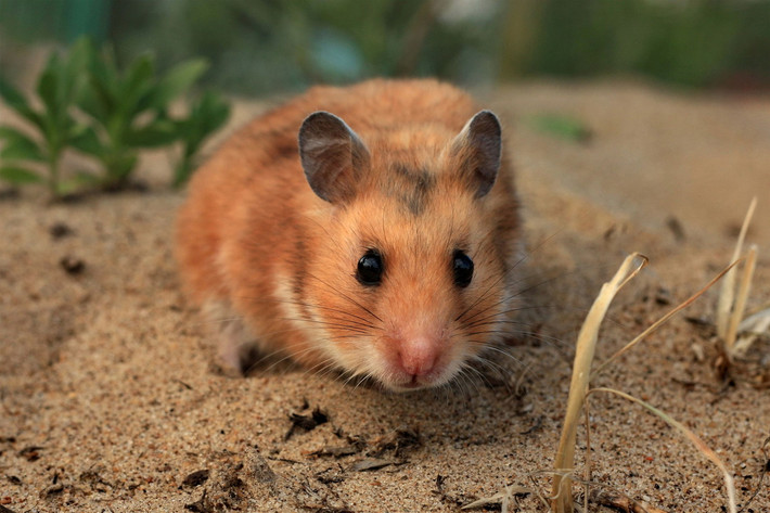 Hamster vàng (Mesocricetus auratus) dài 17-18 cm, có nguồn gốc từ Syria. Dù bị đe dọa ngay tại quê nhà, chúng đã trở thành vật nuôi quen thuộc trên toàn thế giới. Cũng như nhiều loài hamster họ hàng, chúng dùng túi má để tích trữ thức ăn thu thập được.