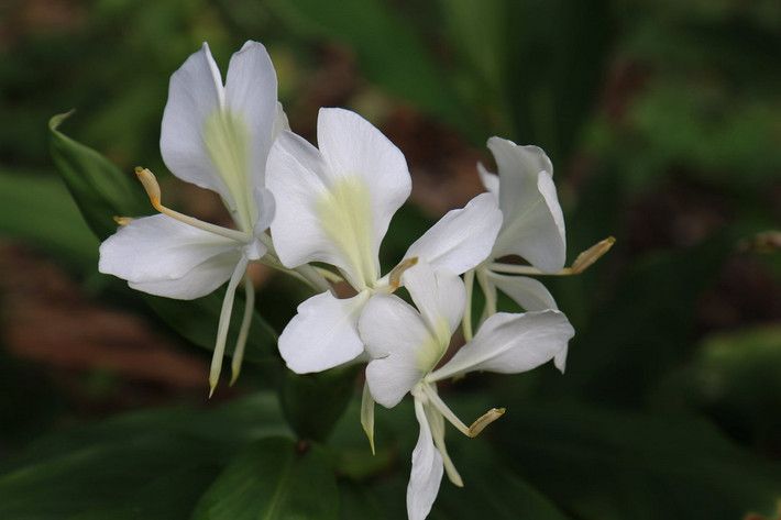 Cuba: Hoa mariposa / ngải tiên (Hedychium coronarium).