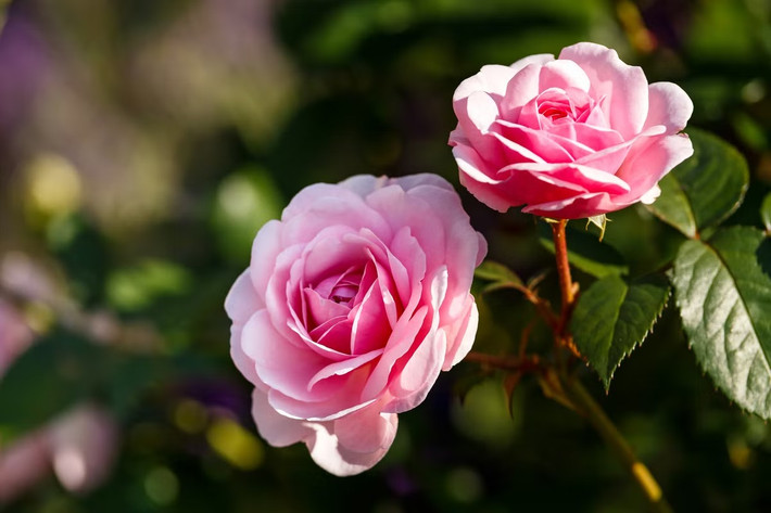Iraq, Bulgaria và Mỹ: Hoa hồng (chi Rosa).