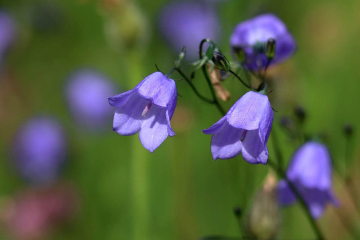 Thụy Điển: Hoa chuông xanh nhỏ (Campanula rotundifolia).