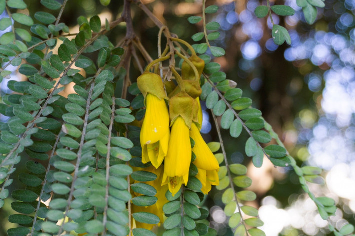 New Zealand: Hoa kowhai (chi Sophora).