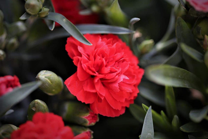 Tây Ban Nha: Hoa cẩm chướng đỏ (Dianthus caryophyllus).