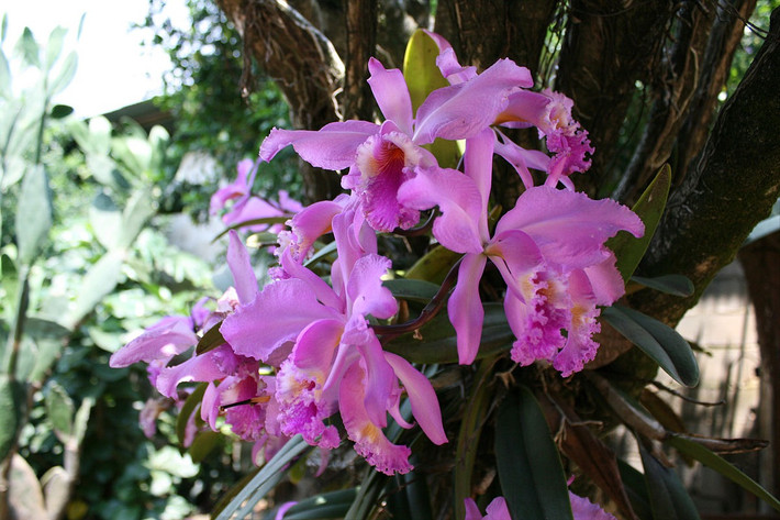 Venezuela: Hoa phong lan Flor de Mayo (Cattleya mossiae).