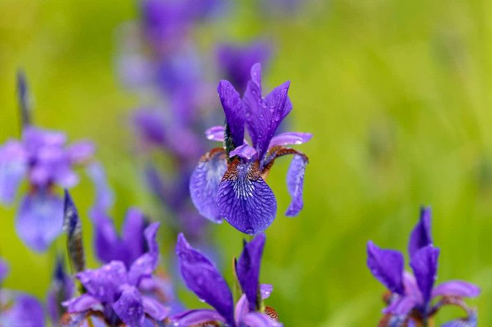 Pháp: Hoa diên vĩ (chi Irises).