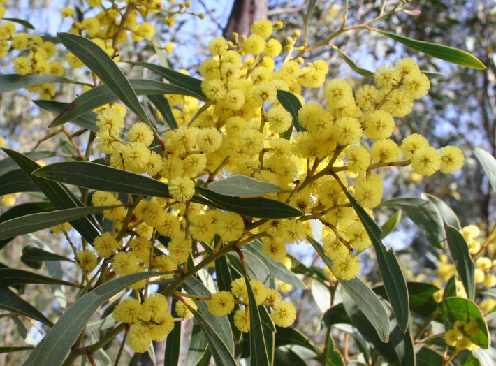 Australia: Hoa keo vàng (Acacia pycnantha).