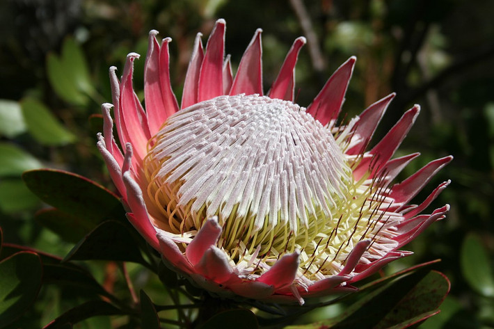 Nam Phi: Hoa thảo đường hoàng đế (Protea cynaroides).