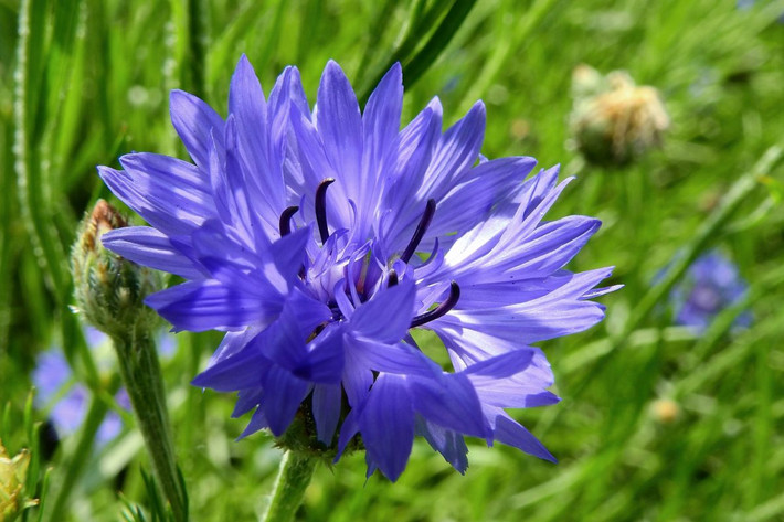 Đức: Hoa thanh cúc (Centaurea cyanus).