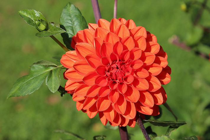 Mexico: Hoa thược dược (Dahlia pinnata).