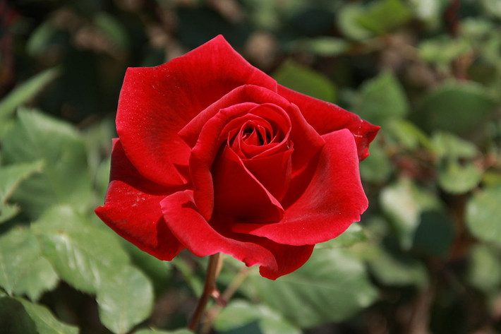 Iran: Hoa hồng đỏ (chi Rosa).