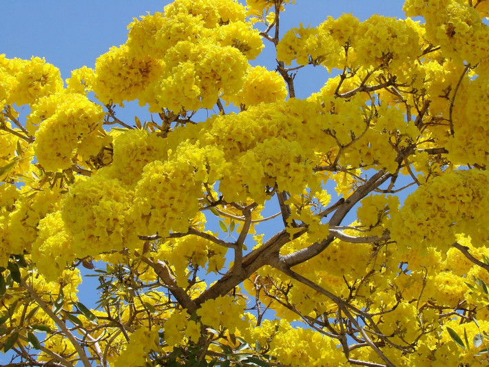 Brazil: Hoa kèn vàng (Handroanthus albus).