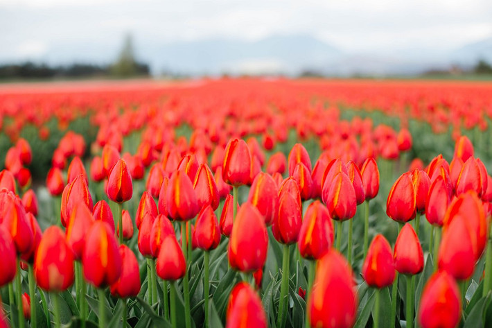 Hà Lan và Hungary: Hoa tulip (chi Tulipa).