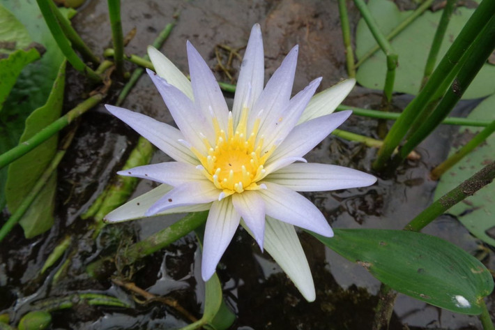 Sri Lanka: Hoa súng sao xanh (Nymphaea stellata).