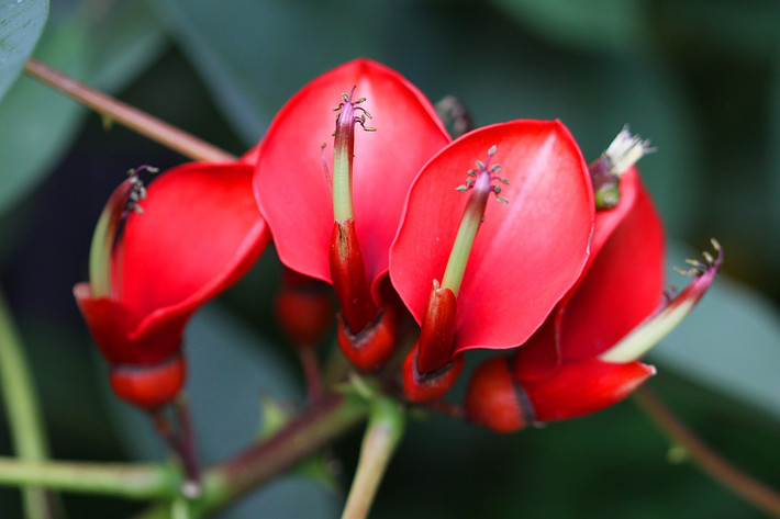 Argentina: Hoa vông mồng gà (Erythrina crista-galli).