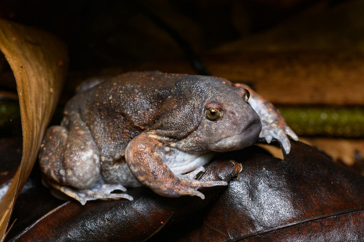 Thuộc họ Nhái bầu (Microhylidae), nhái lưỡi (Glyphoglossus molossus) là một loài lưỡng cư kỳ lạ phân bố ở đồng bằng sông Cửu Long của Việt Nam và các quốc gia lân cận gồm Campuchia, Lào, Thái Lan và Myanmar. Ảnh: Thai National Parks.