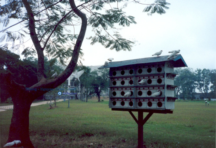 Chuồng chim bồ câu tại khu vực Ba Đình.