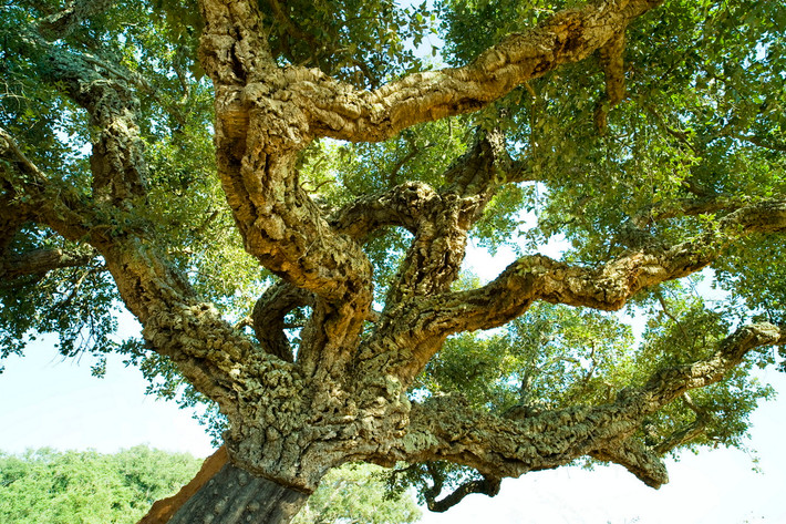 Quốc thụ của Bồ Đào Nha: Cây sồi bần (Quercus suber).