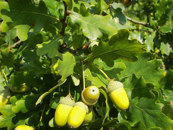 Quốc thụ của Anh: Cây sồi Anh (Quercus robur).