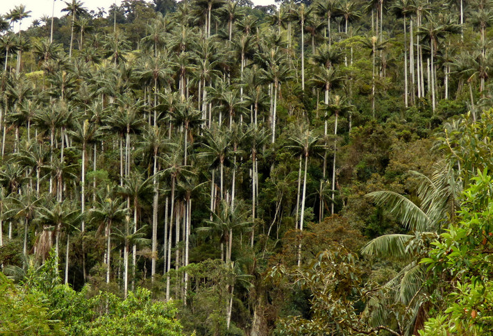 Quốc thụ của Colombia: Cây cọ sáp Quindío (Ceroxylon quindiuense).