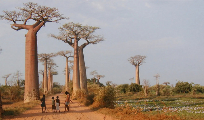 Quốc thụ của Madagascar và Senegal: Cây bao báp (chi Adansonia).
